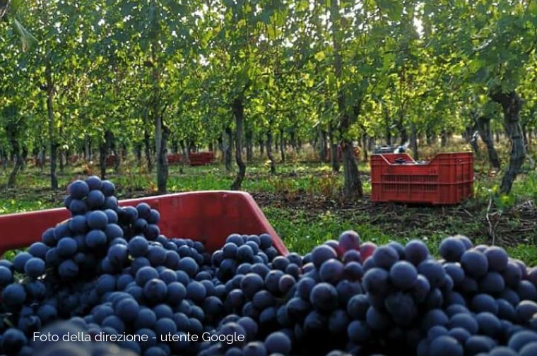 Colline novaresi Pietraforata cantine in Ghemme