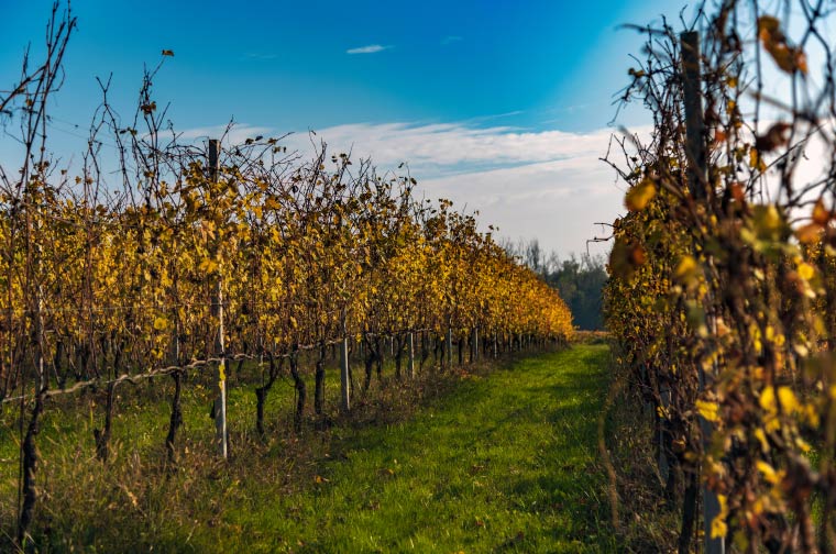 Colline novaresi Vitigni