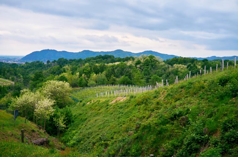 Colline novaresi