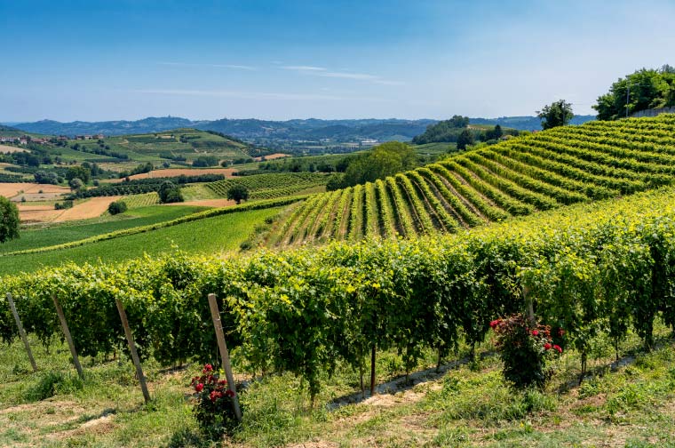 Monferrato San Martino Alfieri