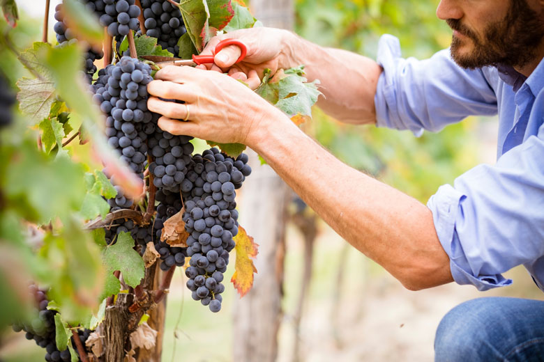 vigna vino barbera