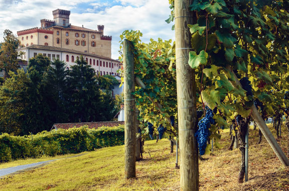 vigna vino rosso
