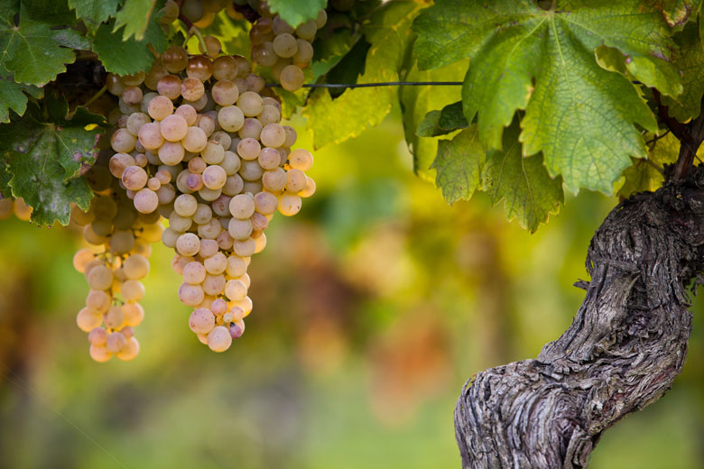 vino bianco piemonte