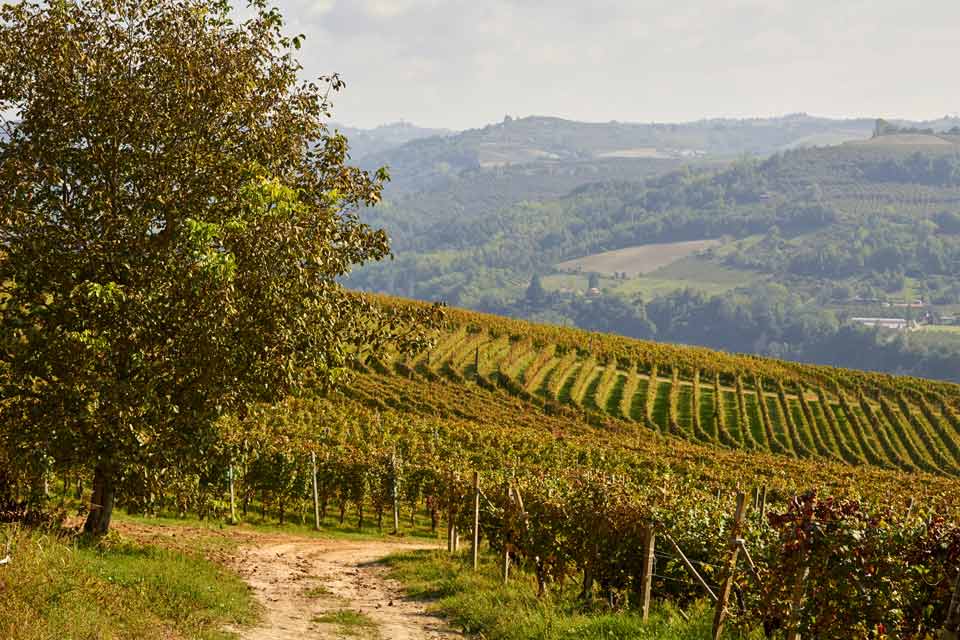 Langhe zona del Piemonte