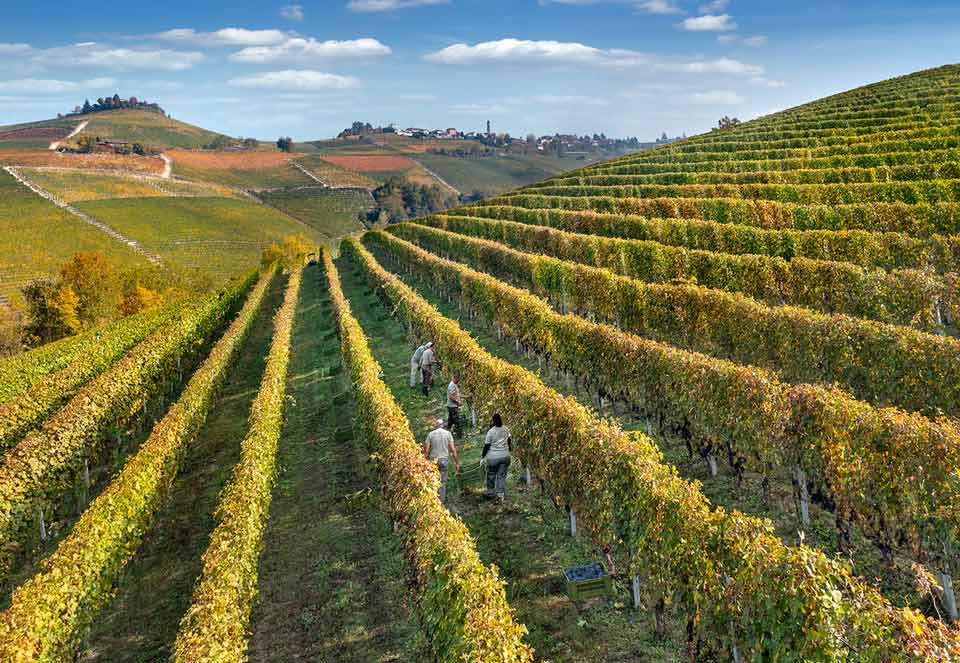 Tenuta Barac