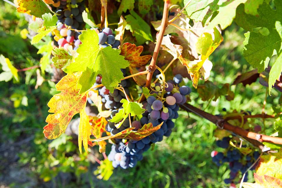 Vitigno Grignolino vino rosso