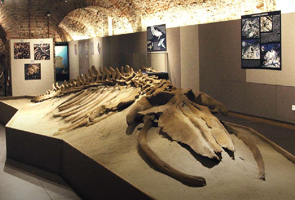 Museo Paleontologico di Asti