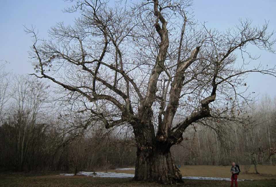 Sentiero della Castagna Granda a Monteu Roero